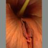 Ů�˻�